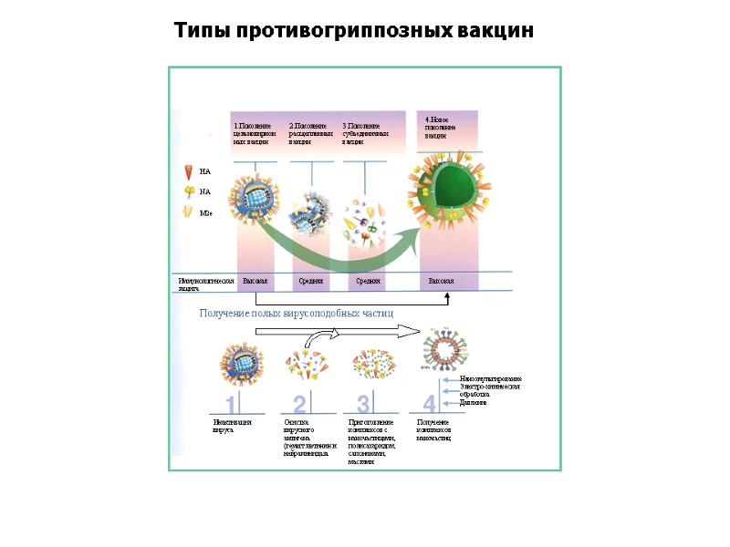 Типы противогриппозных вакцин